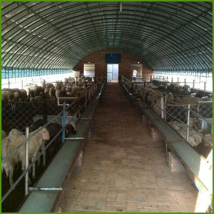 養豬大棚多少錢？有何優缺點？